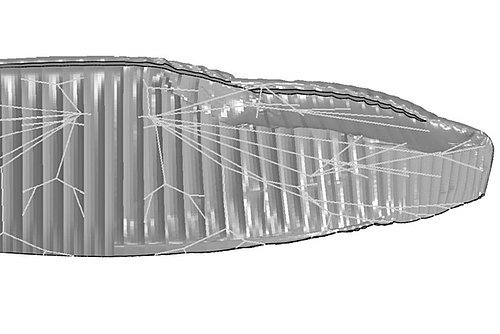 ion 7 comportement